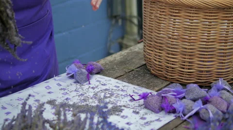 Separating Lavendin Seeds from Stems Stock Footage 40614443