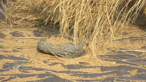 Separating paddy, nepalese method Stock Footage 270865365