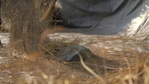 Separating paddy from straws, with hands Stock Footage 270865338