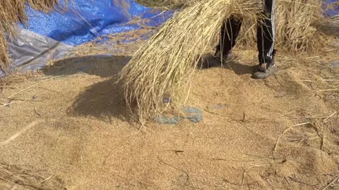 Separating paddy, traditional method Stock Footage 270865372