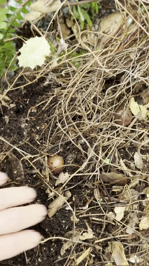 Separating potbound fern with dense roots and tubers Stock Footage 322552904