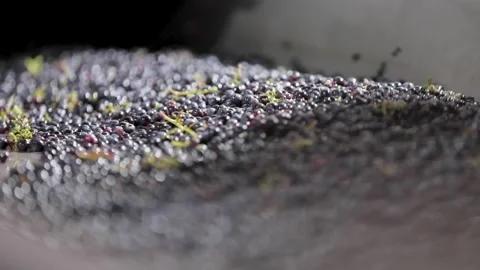 Separating red grapes from branches and clusters manually Stock Footage 242522694