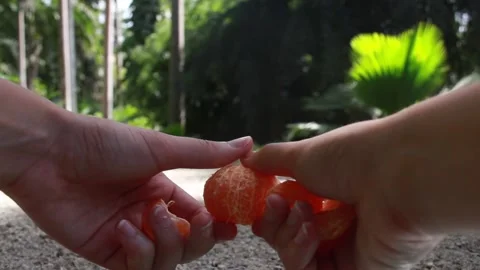 Separating slices of a mandarin / clementine orange in a forest Stock Footage 153094505
