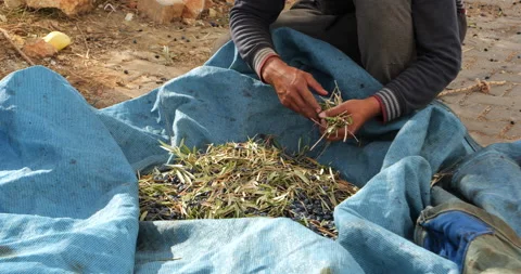 Separation of leaves and branches from olives. Close-up of the hands of an olive 스톡 동영상 221706877