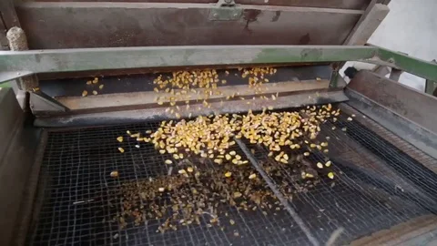 The separator separates corn Stock Footage 79744049