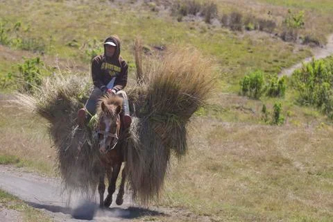 THE SEPHERD Stock Photos