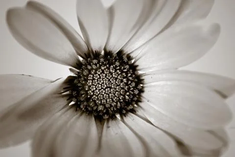 Sephia daisies bloom Stock Photos