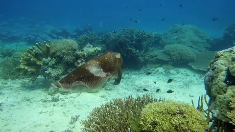 Sepia-Cuttlefish Video stock 130063927