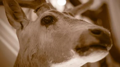 Sepia deer Stock Photos
