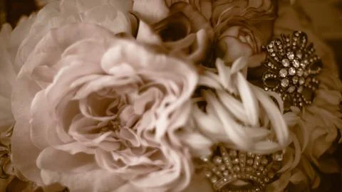 Sepia Flowers Stock Photos