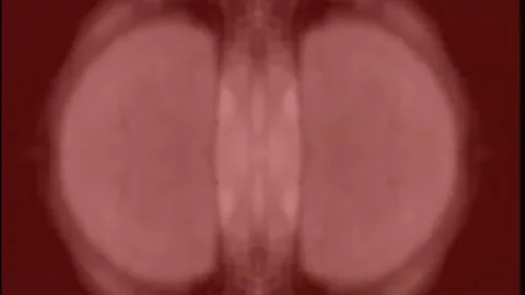 Sepia fly mirror image Stock Footage 221210597