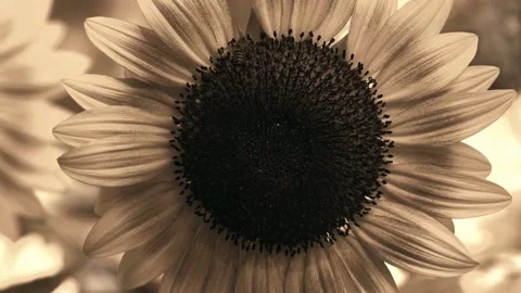 Sepia macro of a honey bee foraging and pollinating sunflower disk florets Stock Footage 341233042