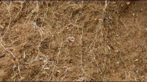 Sepia roots Stock Footage 141668391
