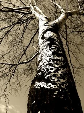 Sepia tree Stock Photos