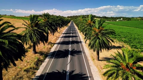 Seppeltsfield Road 库存影片 228861976