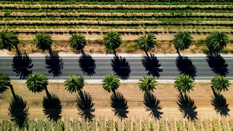 Seppeltsfield Road Lined With Palm Trees In Barossa Valley. 库存影片 228860827