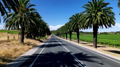 Seppeltsfield Road Lined With Palm Trees 库存影片 228861130