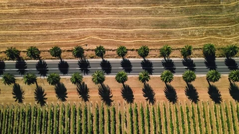 Seppeltsfield Road Lined With Palm Trees In Barossa Valley. 库存影片 228861810