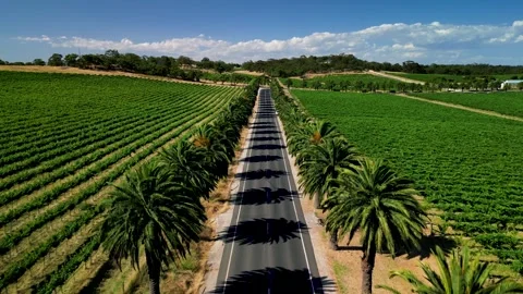Seppeltsfield Road Lined With Palm Trees In Barossa Valley. Adelaide, Australia. 库存影片 228862535
