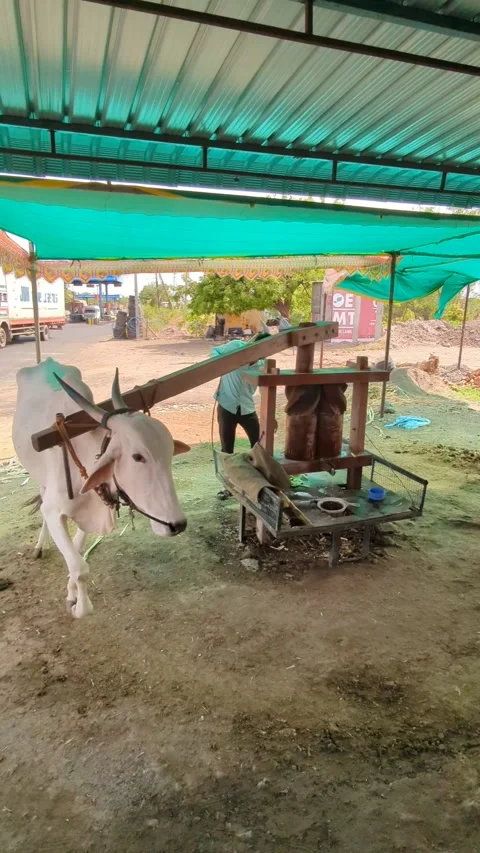 SEPT 3, 2026 - JAMNAGAR, INDIA: Bullock powered traditional oil press Video stock 344539778