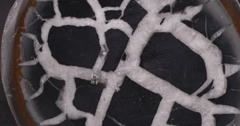 Septaria. Turtle stone. Close-up of the structure of the stone. Video stock 165265312