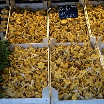 SEPTEMBER 09, 2017:  Boxes of fresh raw Chanterelle Mushrooms on a the mark.. Stock Photos
