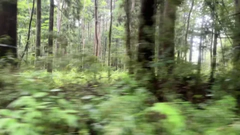 September 2 2026 Japan blurred forest passing train window 4K Vidéo 344374637