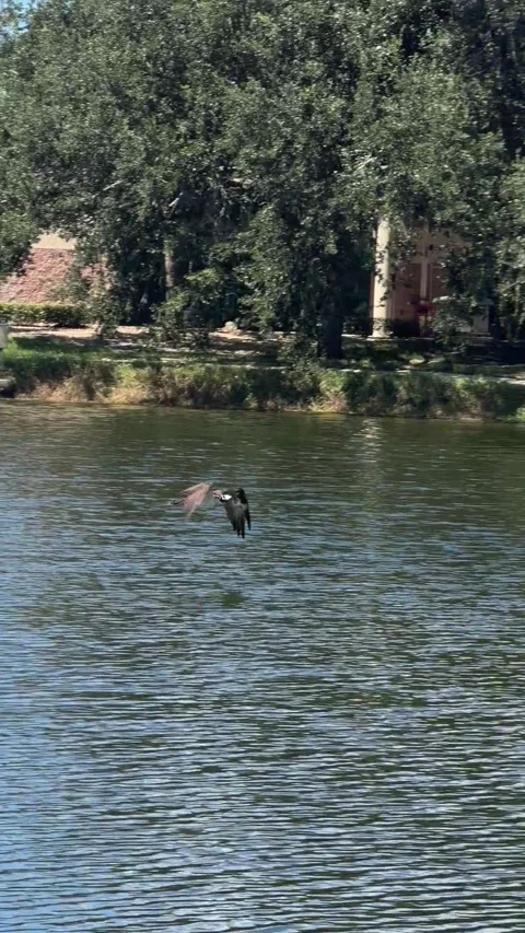 September 2026 The Meadows, FL- Osprey Ascending over lake with fish catch. Vídeo Stock 347547519