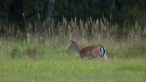 September 27, 2025 - a fallow deers in the forests near Katowice, Poland. Stock Footage 317940565