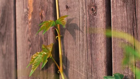 September 8, 2023, studio in China  Close-up of Boston ivy leaves on aged wooden Stock Footage 320725321
