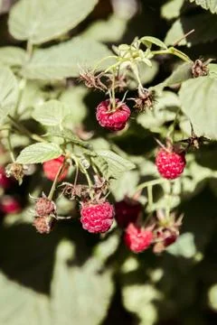 September branch of raspberry with big red ripe berries Stock Photos