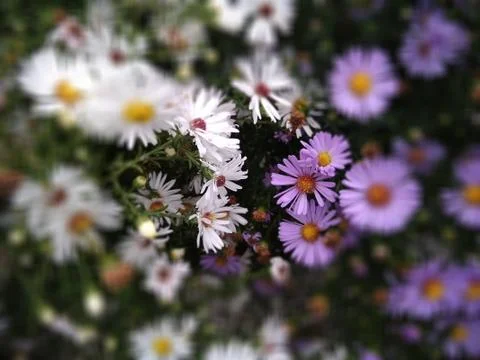 September flowers Foto stock