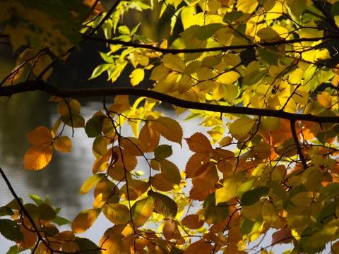 September leaves Stock Photos