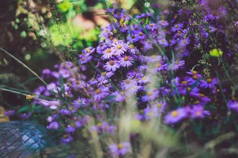 September Stock Photos