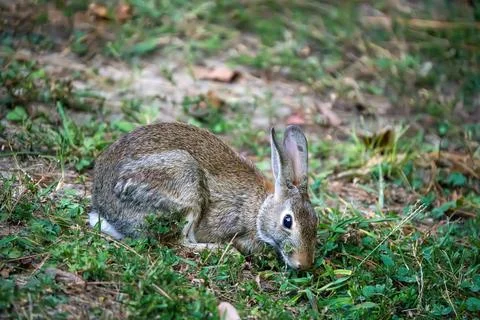 September Rabbit Stock Photos