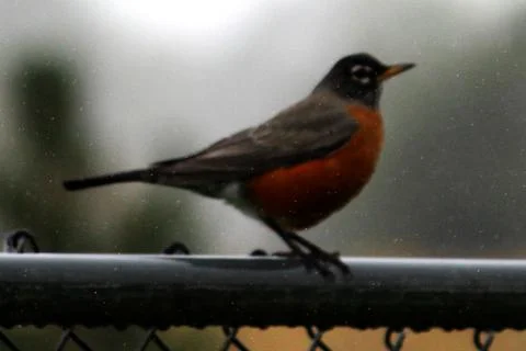 September Rain Robin Stock Photos
