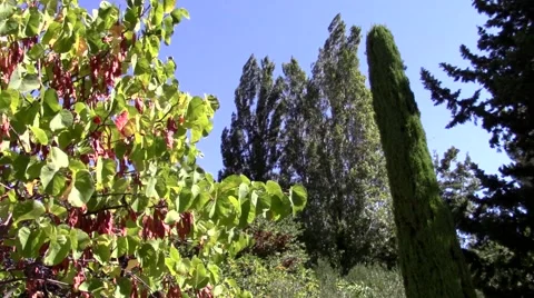 September trees in wind Stock Footage 68354971