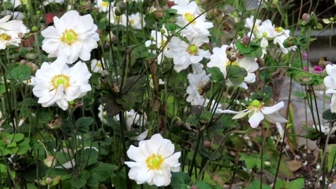 SeptemberCharm Flower Video stock 220562038