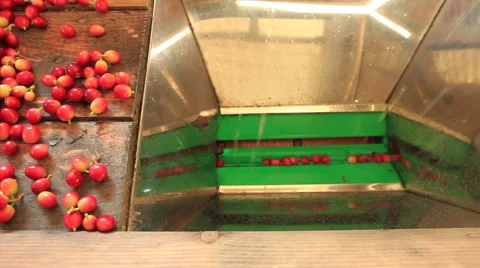SEQ coffee beans going through machine Stock Footage 5824029
