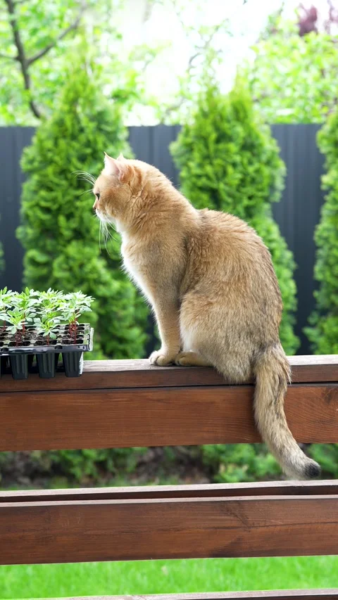 Sequence 01 1 Stock Footage 310622962