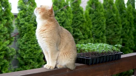 Sequence 01 2 Stock Footage 310622949