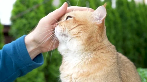 Sequence 01 3 Stock Footage 310623028