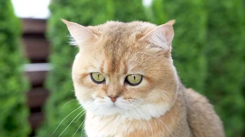 Sequence 01 4 Stock Footage 310623033