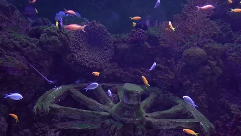 Sequence 01 4K 16 Stock Footage 113836849