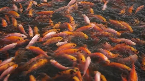 Sequence 01 5 Stock Footage 202595251