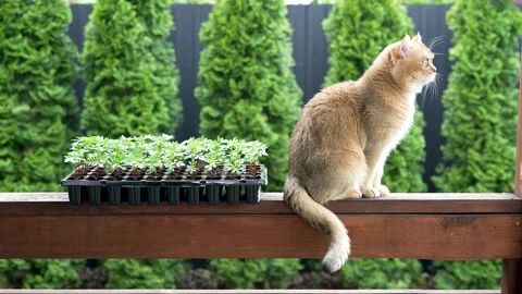 Sequence 01 5 Stock Footage 310623031