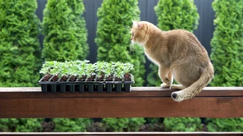 Sequence 01 6 Stock Footage 310623795