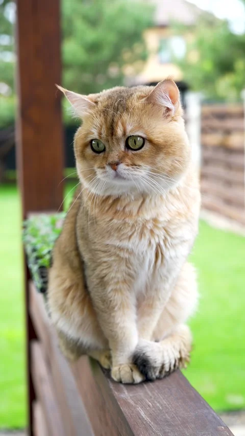 Sequence 01 7 Stock Footage 310623897