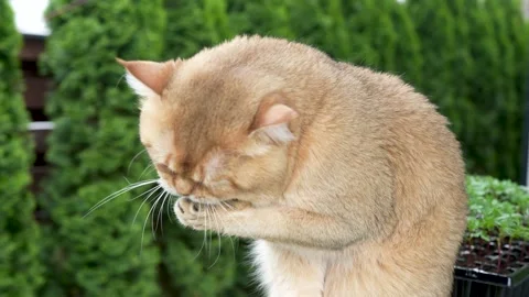 Sequence 01 8 Stock Footage 310623690