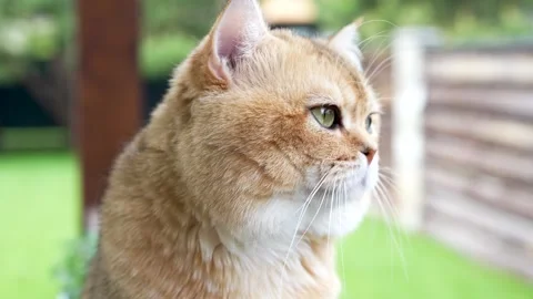 Sequence 01 9 Stock Footage 310623945